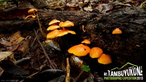 Mount Tambuyukon Expedition  